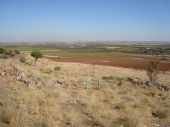 Vista de la plantación. El bosque de los ciudadanos. San Carlos del Valle