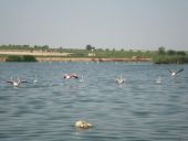 Imagen de flamencos en la Laguna de Navaseca