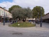 Plaza de Daimiel
