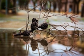 Foto ganadora, a través del agua