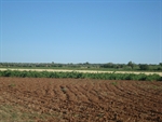 Imagen de cultivos (Término municipal de La Solana)