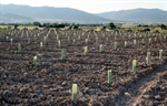 Plantación de vid/Lanza